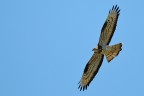 Falco Pecchiaiolo