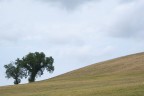 Desolazione