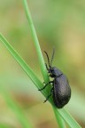 Galeruca Tanaceti