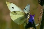 farfalla in controluce (quasi)