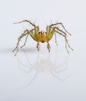 1/200
f18 
100iso
100mm
due flash d+s