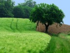 Campagna