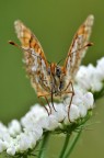 melitea didyma..