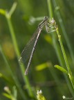 Platycnemis Pinnipes