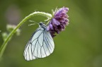 ISO 200 f6.3 1/50 cavalletto