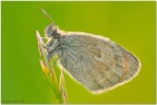 Coenonympha pamphilus al sole