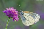 Aporia Crataegi