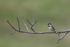 Passero