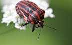 canon 5d, iso 800
esposizione manuale
f 13, t 1/80, monopiede
sigma 180 macro + extender kenko 300 pro dg 2x