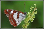 Limenitis reducta