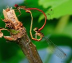Zygoptera in love
