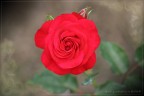 rosa rosae rosarum