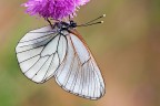 Aporia femmina