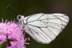 Aporia