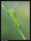 iso 80 f5,0 1|40 s cavaletto lente raynox