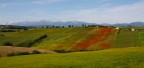 COLLI MARCHIGIANI.....