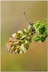 Anthocharis cardamines 2