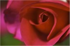 Rosa...