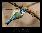 Cinciarella