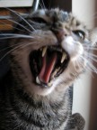 soffio felino