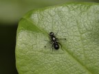 Una simpatica mini-mosca ripresa a mano libera mentre caracollava su una foglia.
Canon 5D - EF 100 macro - flash anulare - f. 13 - RR 1 (x 1,5 crop)