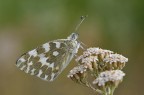 105mm f13 1/125 ISo 400 cavalletto

http://img823.imageshack.us/img823/2483/13giugno2010vigevano36.jpg