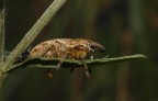 Lixus iridis