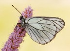 Pieride del biancospino (Aporia crataegi)