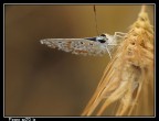 iso 80 f8,0 1|20s treppiede