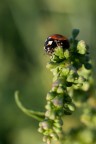 Macro un po' improbabile con 50mm + tubo di prolunga da 36mm. ;)

suggerimenti e critiche sempre ben accetti.