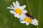 Dopo parecchio tempo, torno a lavorare col mio adorato macro... da queste parti, fra il ritardo di un mese della primavera, il maltempo e il vento, anche leggero, che non ha mai cessato,  stato quasi impossibile fare un'uscita macro decente. Forse stasera...
Qualcuno sa identificare l'insetto?
Grazie x i commenti-
Enrico