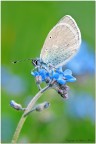 Glaucopsyche alexis