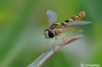Spharophoria scripta