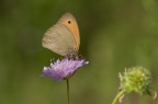 F7.1 1/125 ISO 400 105mm Cavalletto

http://img375.imageshack.us/img375/3299/13giugno2010vigevano117.jpg