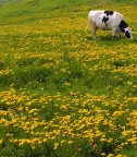 Mucca