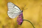Aporia