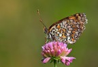 Melitaea phoebe