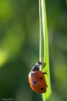 Un'altra coccinella con la coppia 50ino markI e tubo kenko da 36... mano libera, non stava ferma un secondo!

f/8 1/80

Quello riflesso sul dorso  il sottoscritto :)