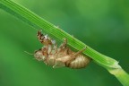 Exuvia