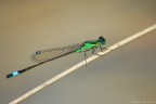 libellula posata su un ramo di oleandro nel fiume vicino a casa mia