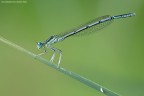 Platycnemis Pennipes