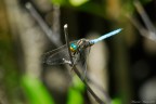 libellula blu