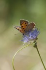f13 1/800 ISO 400 esp-0,7 mano libera

http://img822.imageshack.us/img822/1624/265v.jpg