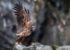 Pronti... Via
