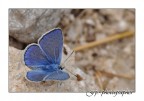 Farfalla Blu