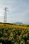Elettrogirasoli :)