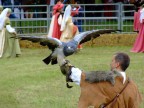 Falconiere