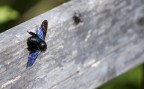 Artiglieria Pesante