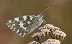Pontia edusa