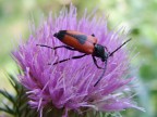Macro